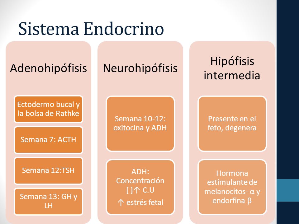 Sistema Endocrino Adenohipófisis Ectodermo bucal y la bolsa de Rathke