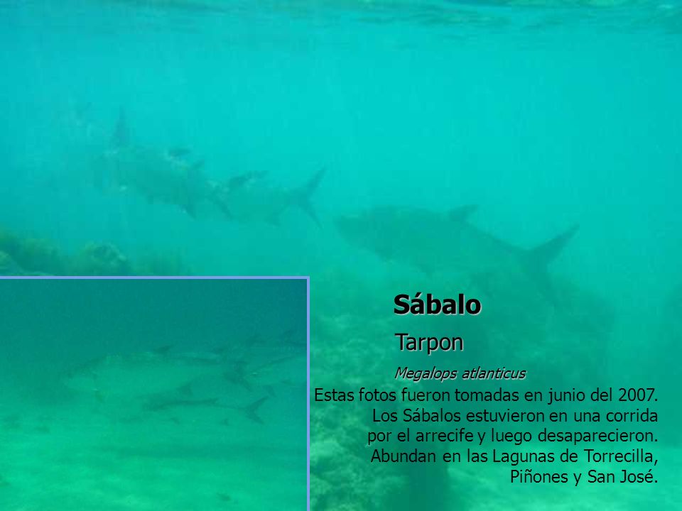 Sábalo Tarpon Estas fotos fueron tomadas en junio del 2007.
