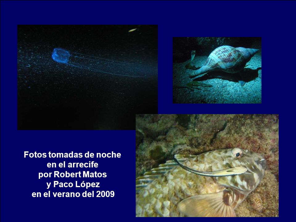Fotos tomadas de noche en el arrecife por Robert Matos y Paco López en el verano del 2009