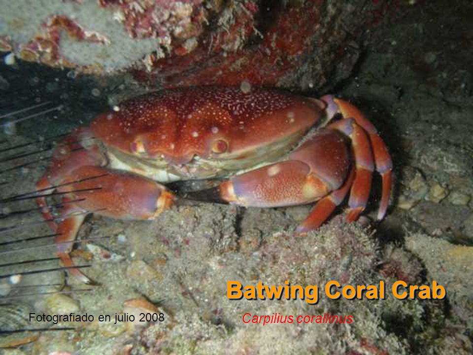 Batwing Coral Crab Fotografiado en julio 2008 Carpilius corallinus