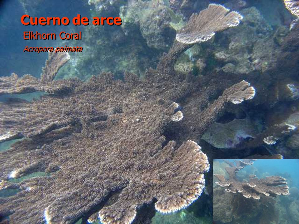 Cuerno de arce Elkhorn Coral Acropora palmata