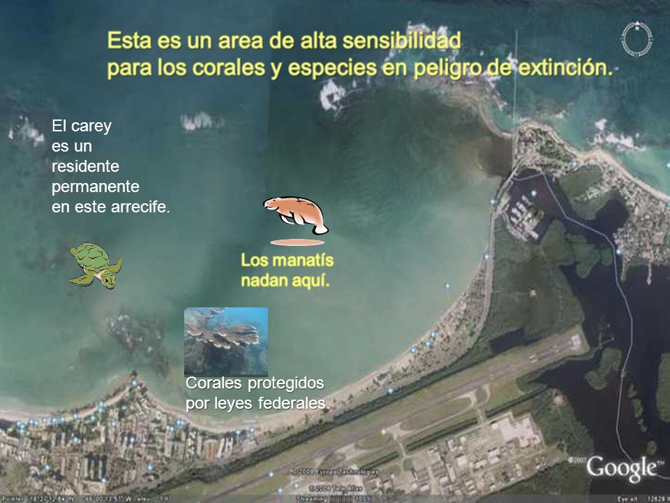 El carey es un residente permanente en este arrecife. Corales protegidos por leyes federales.