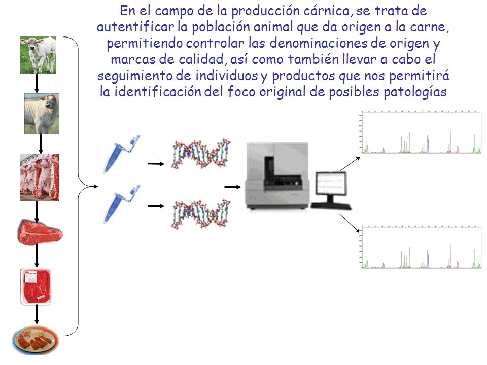 En el campo de la producción cárnica, se trata de autentificar la población animal que da origen a la carne, permitiendo controlar las denominaciones de origen y marcas de calidad, así como también llevar a cabo el seguimiento de individuos y productos que nos permitirá la identificación del foco original de posibles patologías