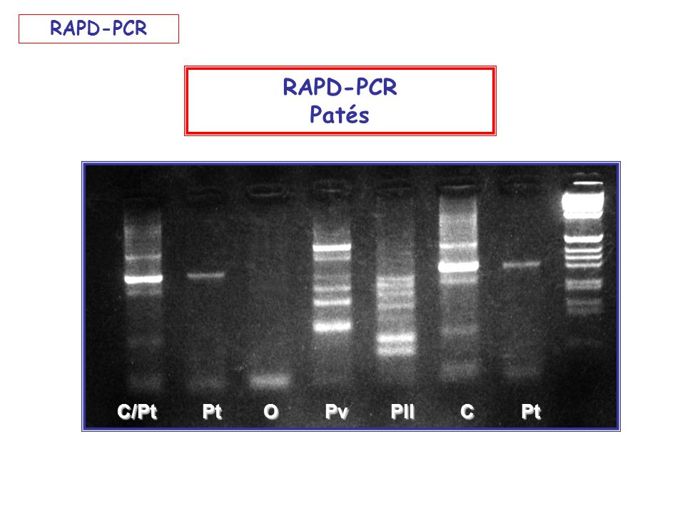 RAPD-PCR RAPD-PCR Patés C/Pt Pt O Pv Pll C Pt