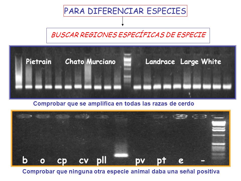b o cp cv pll pv pt e - PARA DIFERENCIAR ESPECIES