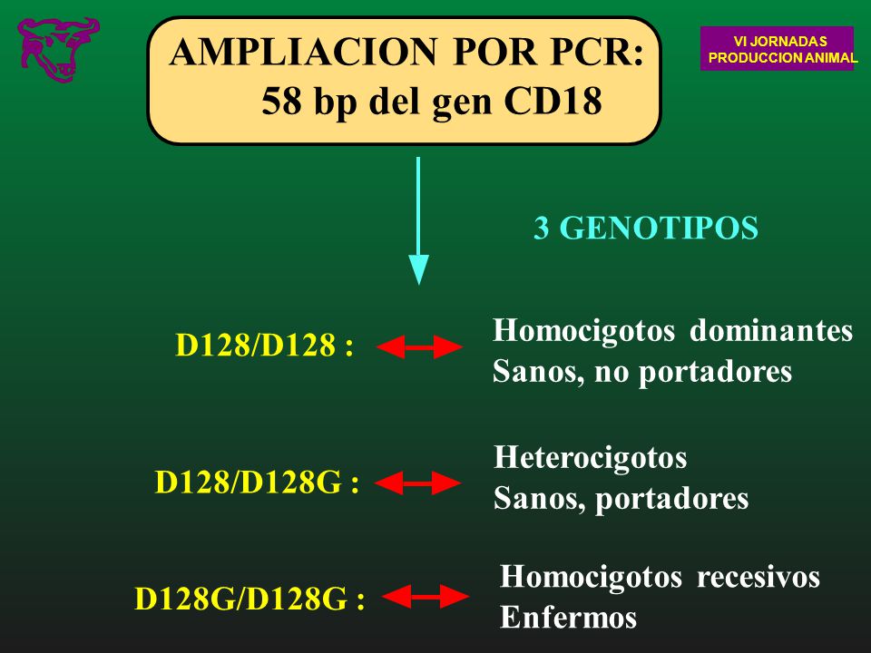 AMPLIACION POR PCR: 58 bp del gen CD18 3 GENOTIPOS