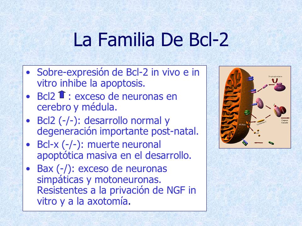 La Familia De Bcl-2 Sobre-expresión de Bcl-2 in vivo e in vitro inhibe la apoptosis. Bcl2 : exceso de neuronas en cerebro y médula.