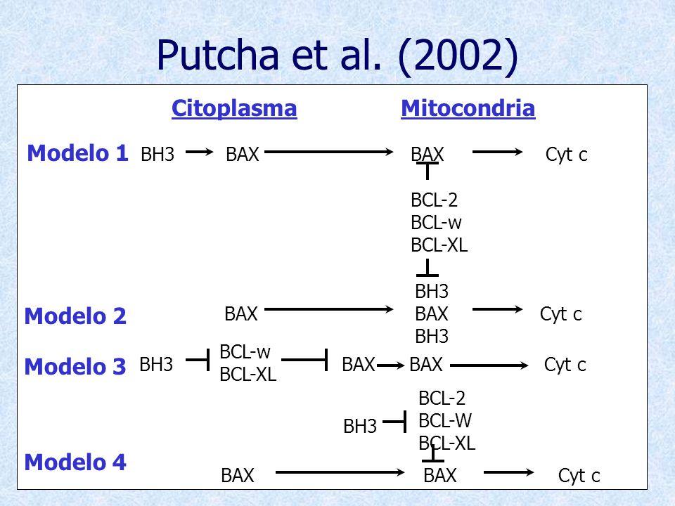 Putcha et al. (2002) Citoplasma Mitocondria Modelo 1 Modelo 2 Modelo 3