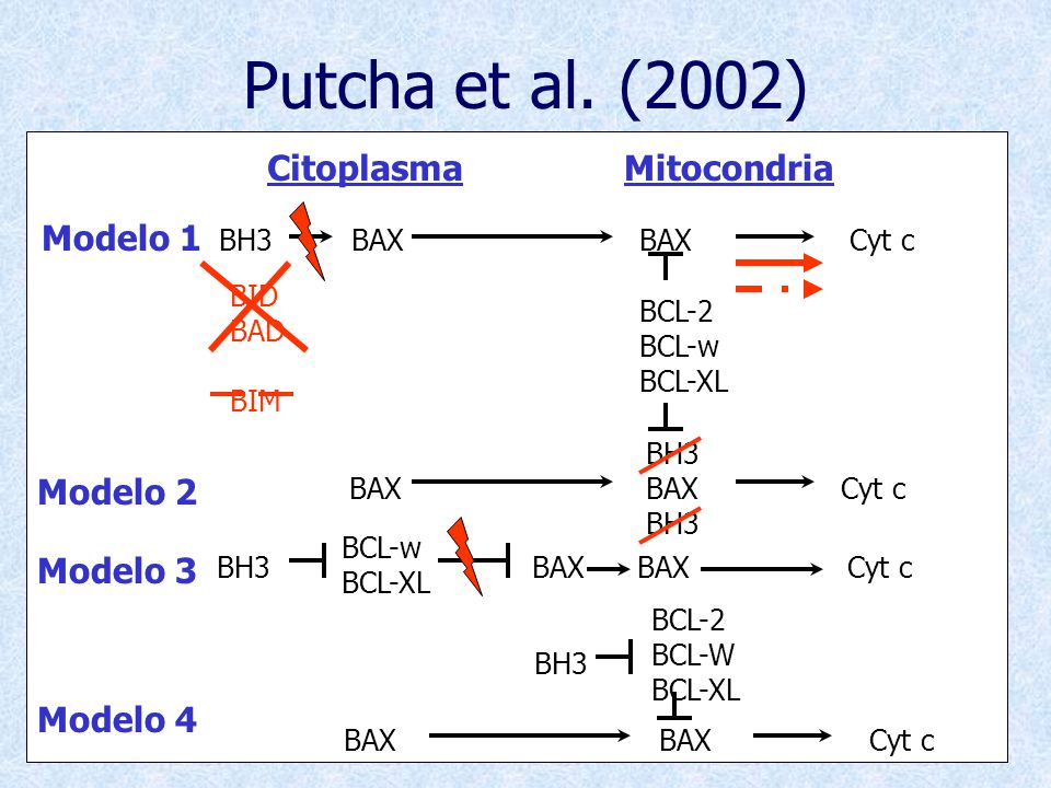Putcha et al. (2002) Citoplasma Mitocondria Modelo 1 Modelo 2 Modelo 3