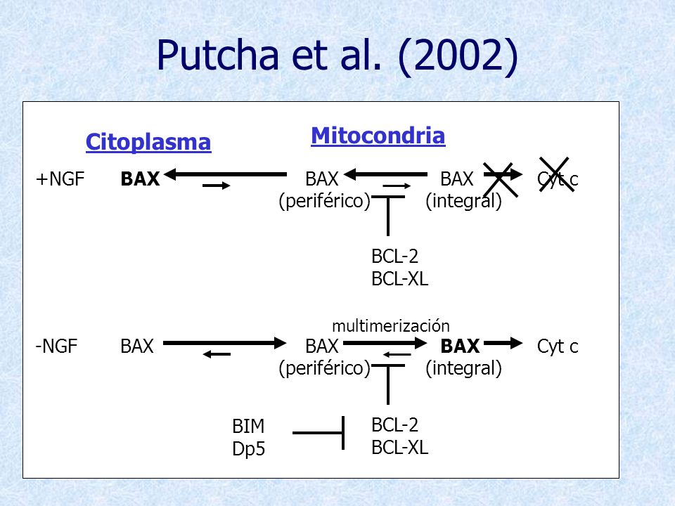Putcha et al. (2002) Mitocondria Citoplasma +NGF BAX BAX BAX Cyt c