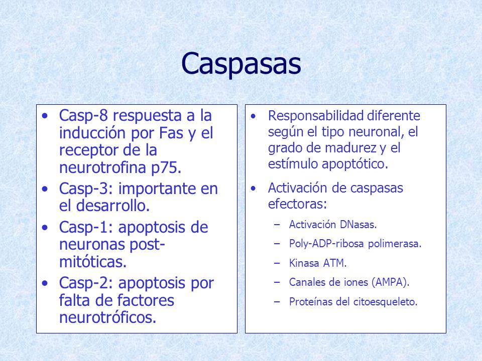 Caspasas Casp-8 respuesta a la inducción por Fas y el receptor de la neurotrofina p75. Casp-3: importante en el desarrollo.