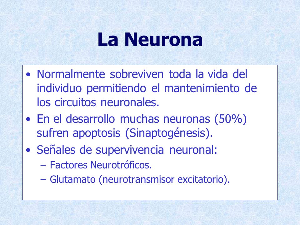 La Neurona Normalmente sobreviven toda la vida del individuo permitiendo el mantenimiento de los circuitos neuronales.