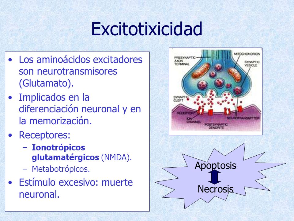 Excitotixicidad Los aminoácidos excitadores son neurotransmisores (Glutamato). Implicados en la diferenciación neuronal y en la memorización.