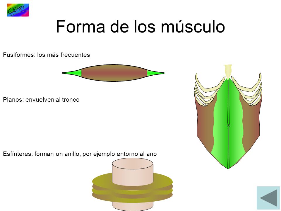 Forma de los músculo Fusiformes: los más frecuentes