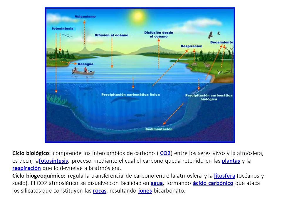 Ciclo biológico: comprende los intercambios de carbono ( CO2) entre los seres vivos y la atmósfera, es decir, lafotosíntesis, proceso mediante el cual el carbono queda retenido en las plantas y la respiración que lo devuelve a la atmósfera.