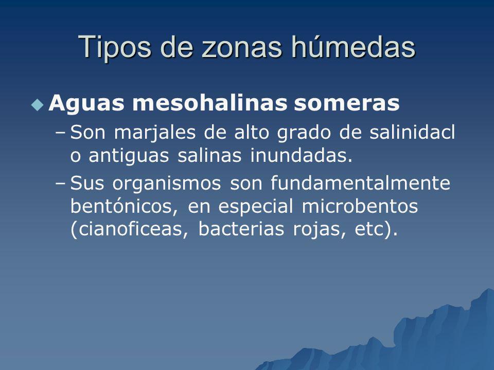 Tipos de zonas húmedas Aguas mesohalinas someras