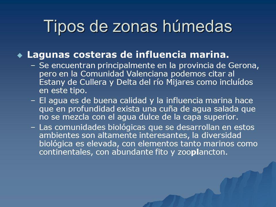 Tipos de zonas húmedas Lagunas costeras de influencia marina.