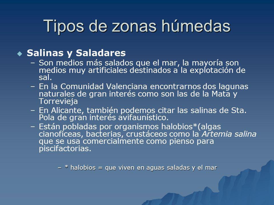Tipos de zonas húmedas Salinas y Saladares