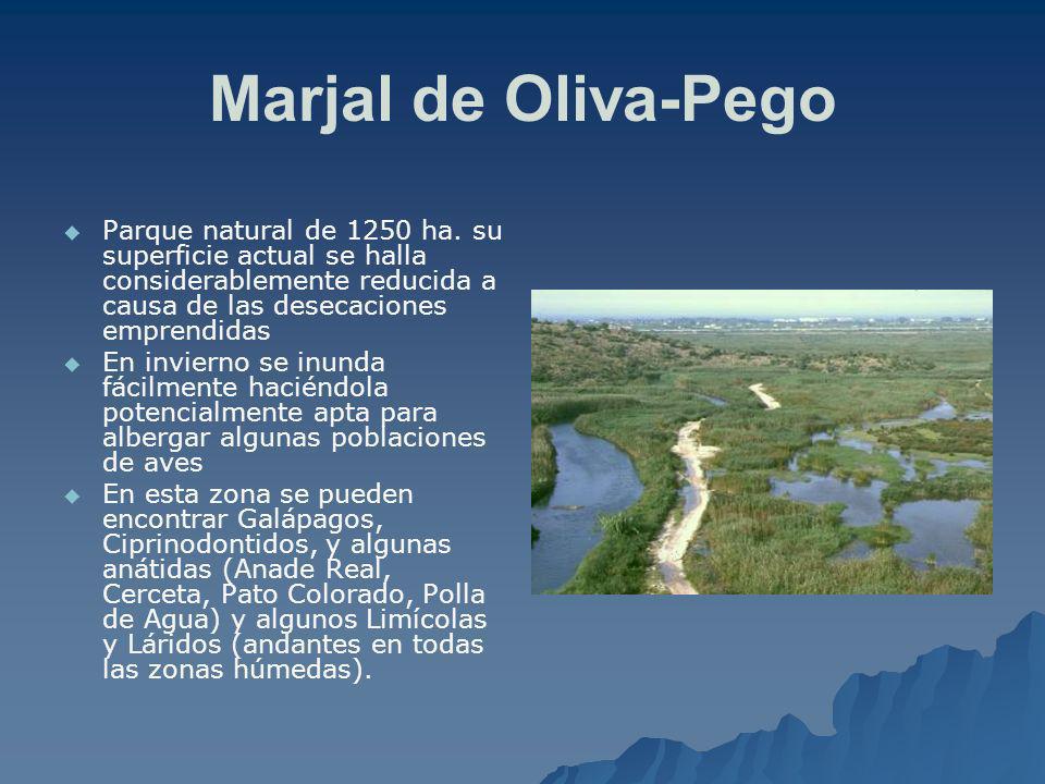 Marjal de Oliva-Pego Parque natural de 1250 ha. su superficie actual se halla considerablemente reducida a causa de las desecaciones emprendidas.