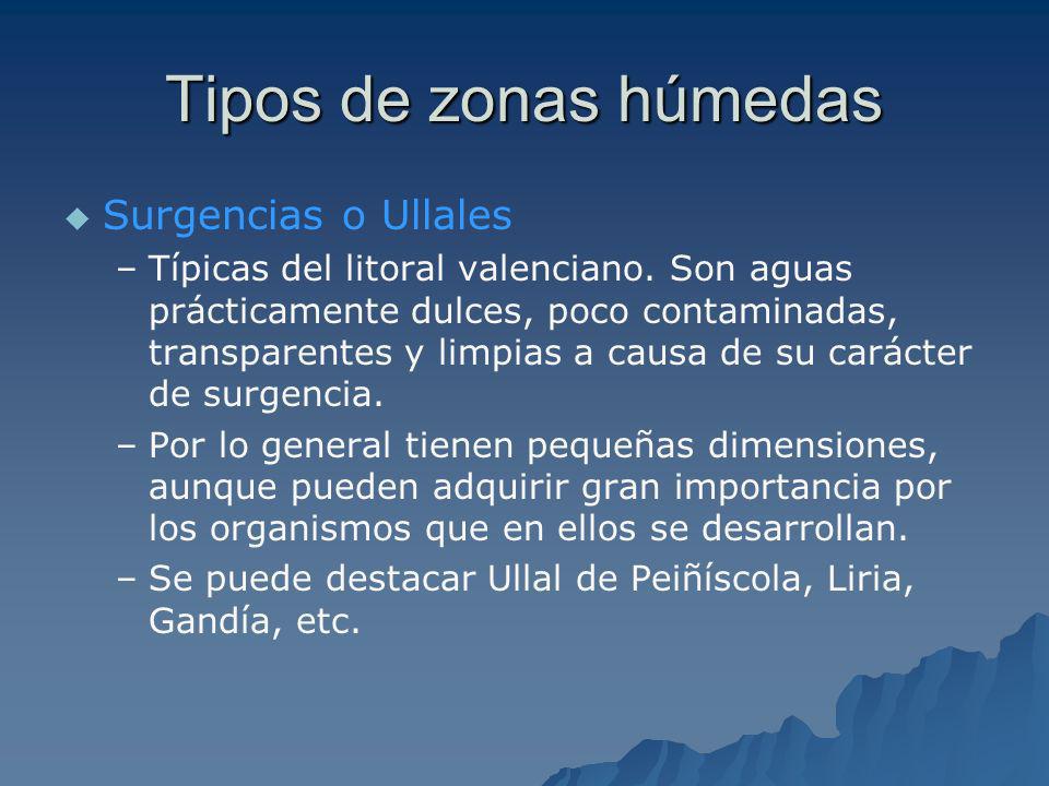 Tipos de zonas húmedas Surgencias o Ullales