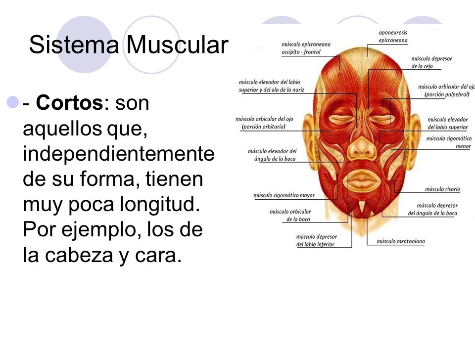 Sistema Muscular - Cortos: son aquellos que, independientemente de su forma, tienen muy poca longitud.