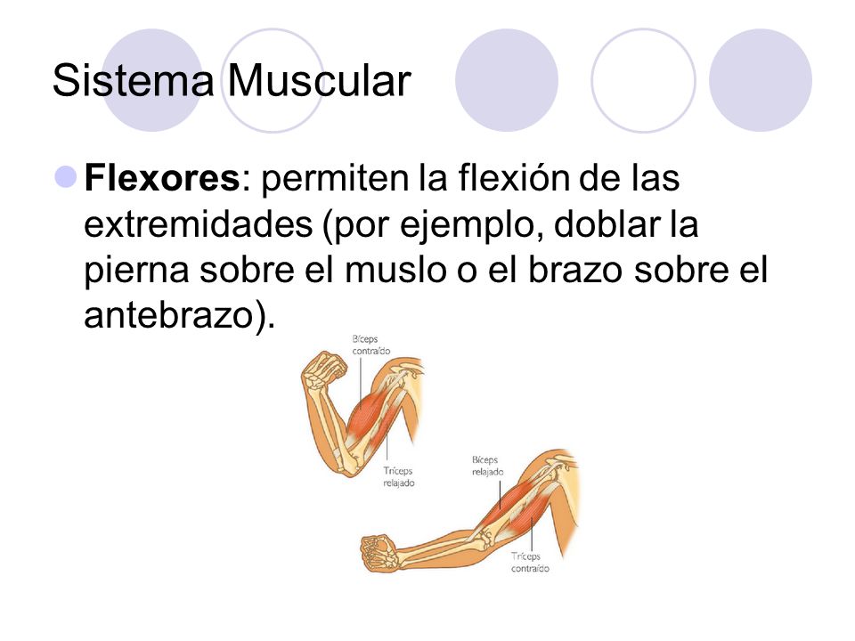 Sistema Muscular Flexores: permiten la flexión de las extremidades (por ejemplo, doblar la pierna sobre el muslo o el brazo sobre el antebrazo).