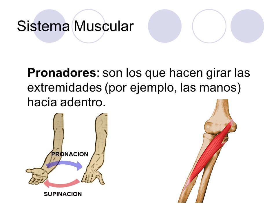 Sistema Muscular Pronadores: son los que hacen girar las extremidades (por ejemplo, las manos) hacia adentro.
