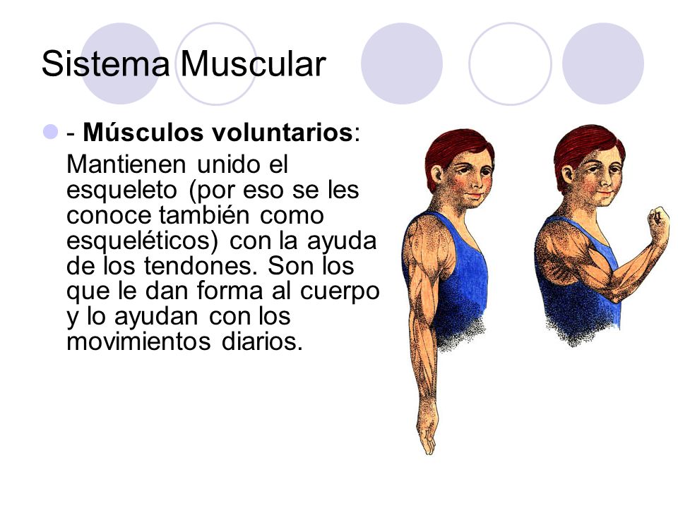 Sistema Muscular - Músculos voluntarios: