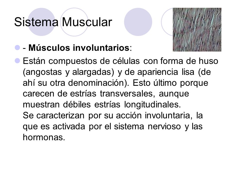 Sistema Muscular - Músculos involuntarios: