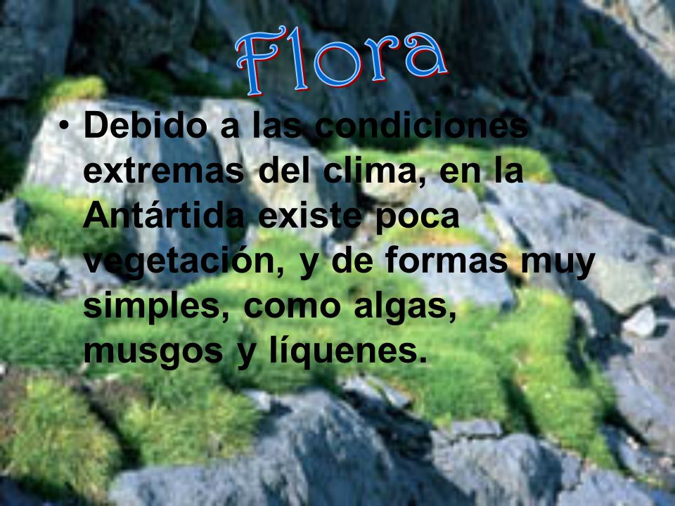 Flora Debido a las condiciones extremas del clima, en la Antártida existe poca vegetación, y de formas muy simples, como algas, musgos y líquenes.