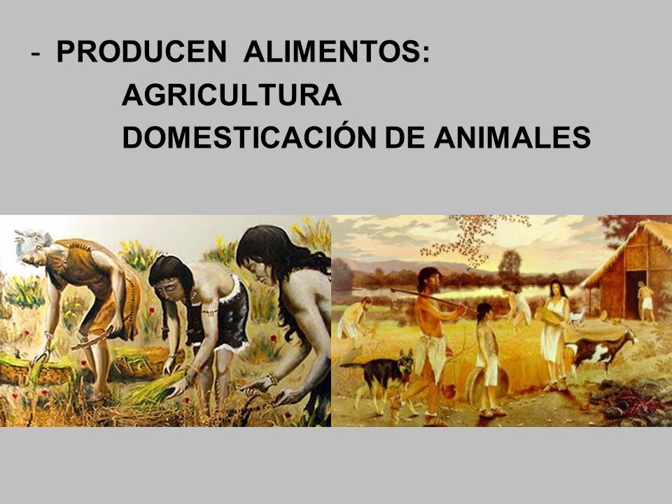 PRODUCEN ALIMENTOS: AGRICULTURA DOMESTICACIÓN DE ANIMALES