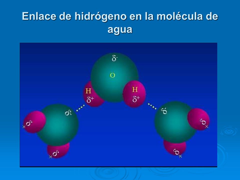 Enlace de hidrógeno en la molécula de agua
