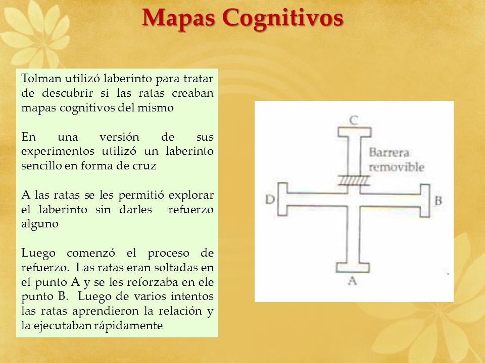 Mapas Cognitivos Tolman utilizó laberinto para tratar de descubrir si las ratas creaban mapas cognitivos del mismo.