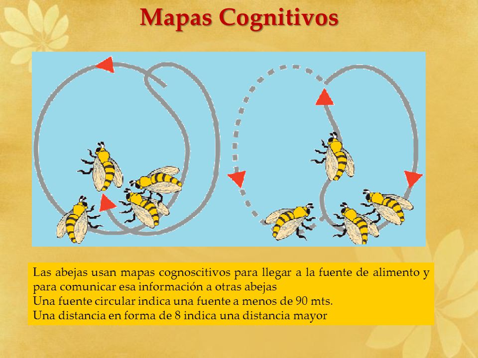 Mapas Cognitivos Las abejas usan mapas cognoscitivos para llegar a la fuente de alimento y para comunicar esa información a otras abejas.