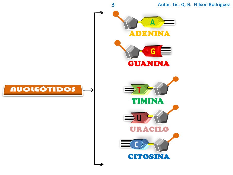 NUCLEÓTIDOS A G T U C ADENINA GUANINA TIMINA URACILO CITOSINA 3