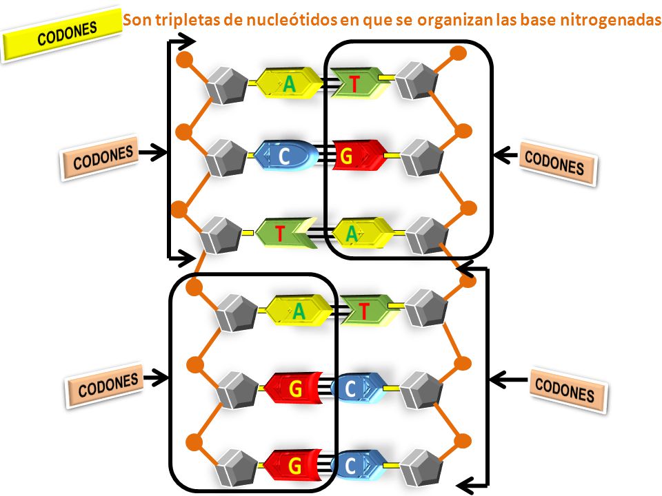 Son tripletas de nucleótidos en que se organizan las base nitrogenadas