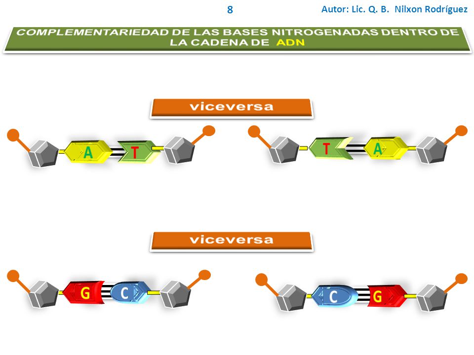 COMPLEMENTARIEDAD DE LAS BASES NITROGENADAS DENTRO DE LA CADENA DE ADN
