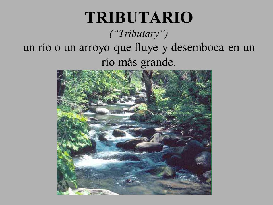 TRIBUTARIO ( Tributary ) un río o un arroyo que fluye y desemboca en un río más grande.