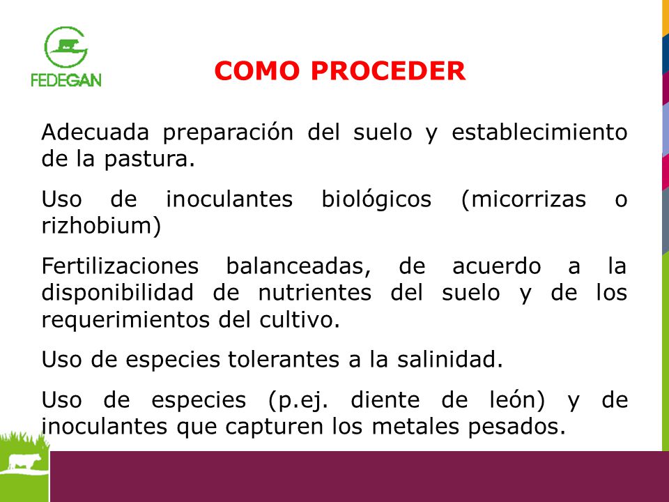COMO PROCEDER Adecuada preparación del suelo y establecimiento de la pastura. Uso de inoculantes biológicos (micorrizas o rizhobium)