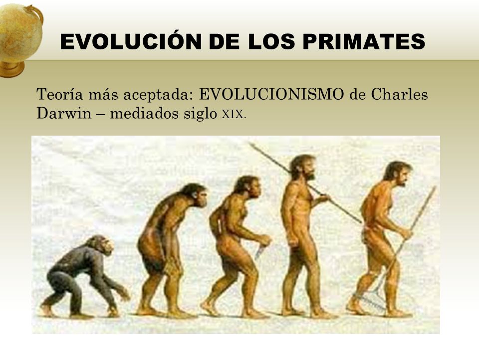 EVOLUCIÓN DE LOS PRIMATES