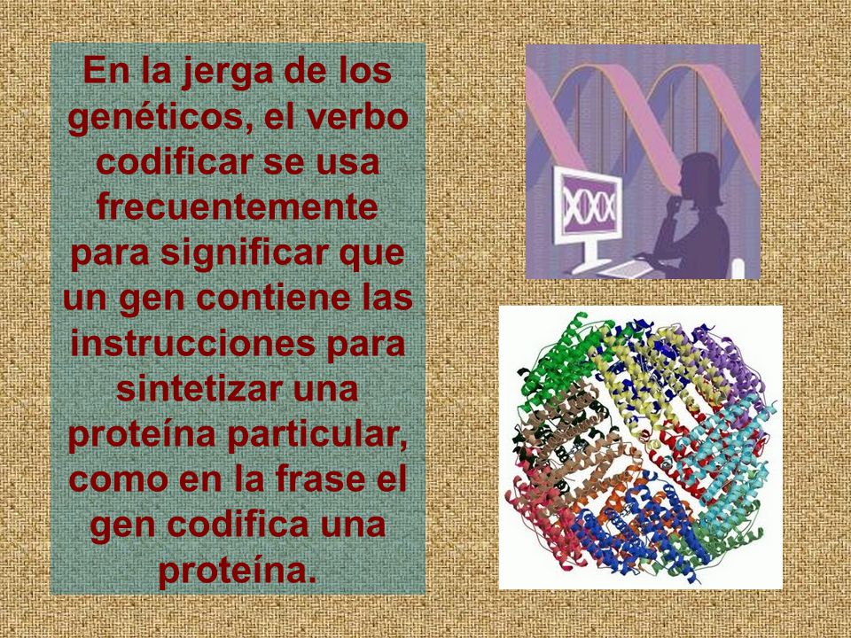 En la jerga de los genéticos, el verbo codificar se usa frecuentemente para significar que un gen contiene las instrucciones para sintetizar una proteína particular, como en la frase el gen codifica una proteína.