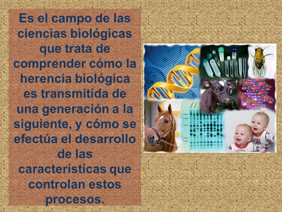 Es el campo de las ciencias biológicas que trata de comprender cómo la herencia biológica es transmitida de una generación a la siguiente, y cómo se efectúa el desarrollo de las características que controlan estos procesos.
