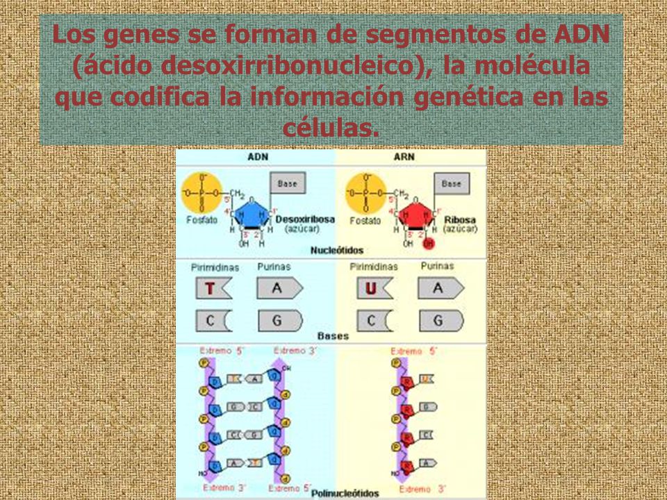 Los genes se forman de segmentos de ADN (ácido desoxirribonucleico), la molécula que codifica la información genética en las células.