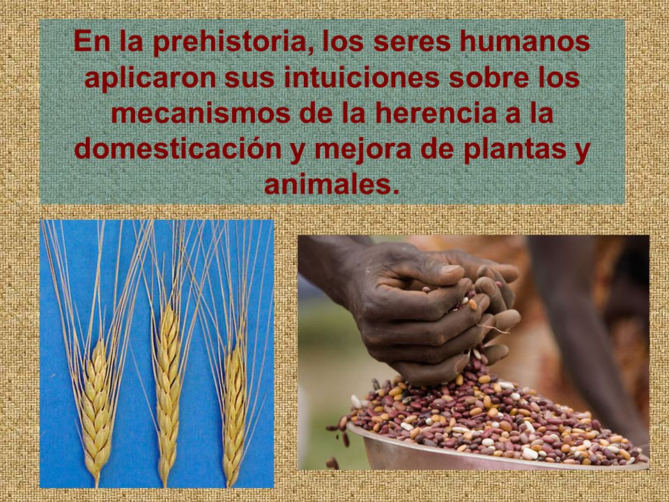 En la prehistoria, los seres humanos aplicaron sus intuiciones sobre los mecanismos de la herencia a la domesticación y mejora de plantas y animales.
