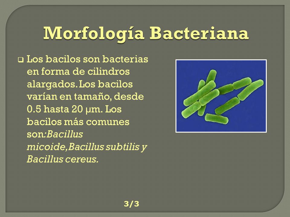 Morfología Bacteriana