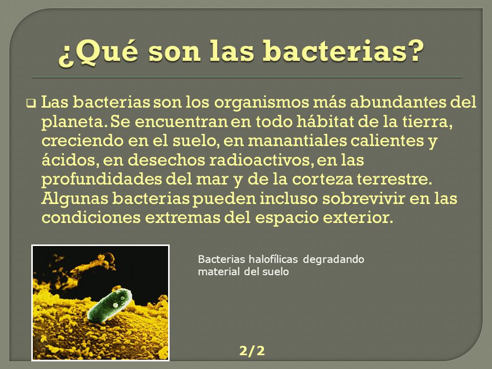 ¿Qué son las bacterias