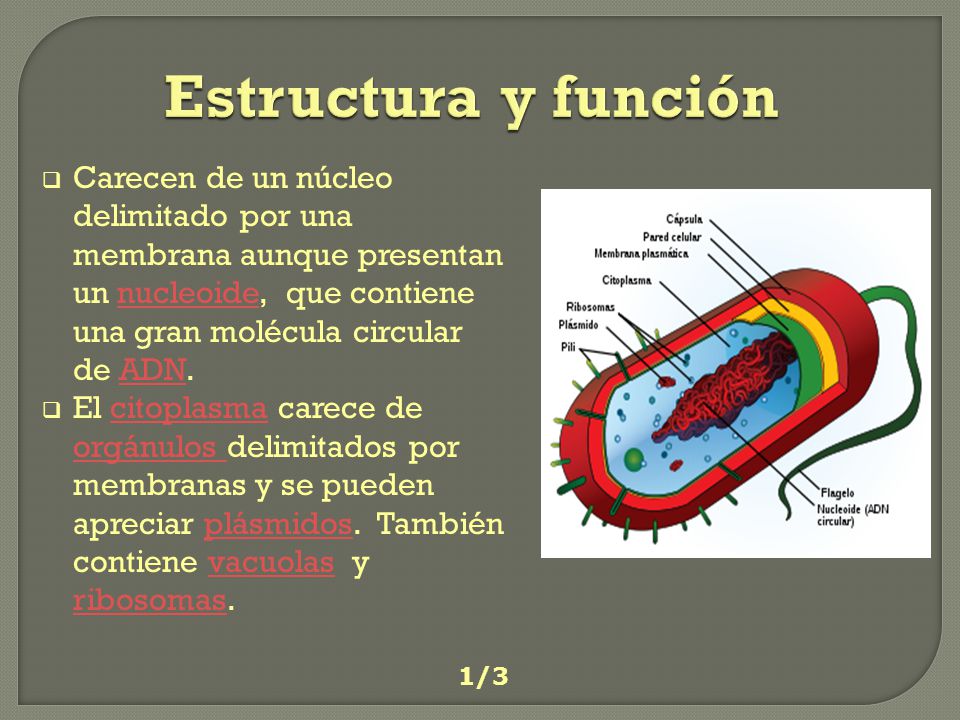 Estructura y función Carecen de un núcleo delimitado por una membrana aunque presentan un nucleoide, que contiene una gran molécula circular de ADN.