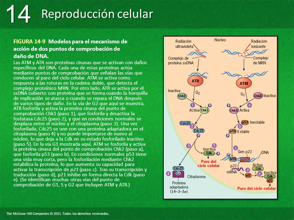 FIGURA 14-9 Modelos para el mecanismo de acción de dos puntos de comprobación de daño de DNA.