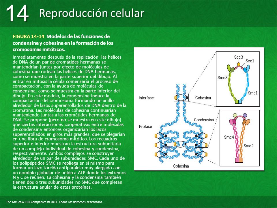 FIGURA Modelos de las funciones de condensina y cohesina en la formación de los cromosomas mitóticos.