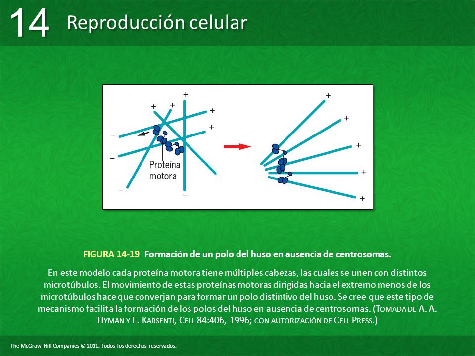 FIGURA Formación de un polo del huso en ausencia de centrosomas.